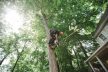 STIHL MS 151 T C-E
